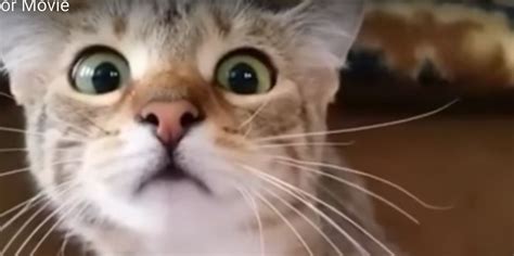 cat watching horror movie fake|Enchanting video of cat watching a horror movie is perhaps the best cat .